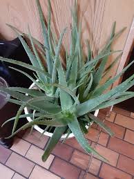 The plant, probably native to the arabian peninsula, now grows all over the world. Giant Aloe Vera Plant I Saw In A Restaurant Succulents