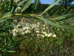 Image result for Gomphocarpus fruticosus