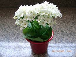 White Kalanchoe Flor Da Sorte Kalanchoe Blossfeldiana Kalanchoe Blossfeldiana Plants Plant Information