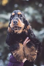 Pin By Tiago Barberino On Cocker In 2020 English Cocker Spaniel Puppies Cocker Spaniel Puppies English Cocker Spaniel