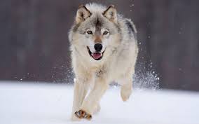 Looking for the best wolf hd wallpaper? Cute Wolf Wallpapers On Wallpaperdog
