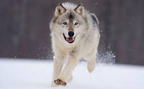 We present you our collection of desktop wallpaper theme: Cute Wolf Wallpapers On Wallpaperdog
