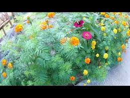 Asyiikk Naek Kuda Poni Jadi Pangeran Berkuda Putih Di Kebun Binatang Kebun Binatang Binatang Kuda Poni