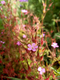 Herb Robert seeds Tasmania