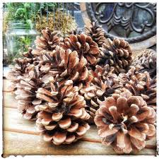 Pin On Kiefernzapfen Tannenzapfen Und Kiefernnadeln