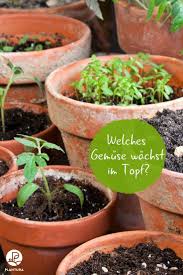 Drei wochen können dann die radieschen selbst geerntet werden. Pin Auf Gemusegarten