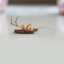 Leading in service quality excellence mission: Pest Control Brampton Guaranteed Pest Extermination Service Brampton