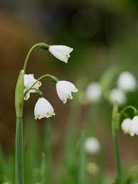 Suzuran No Snowdrop No No Snowflake D Snow Drops Flowers Snow Drops Flowers Nature