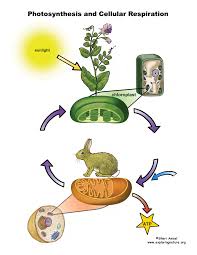 We did not find results for: Https Www Exploringnature Org Graphics Biology Cell Respiration Pdf