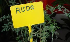 Ruda Para Que Sirve Tusplantasmedicinales Com