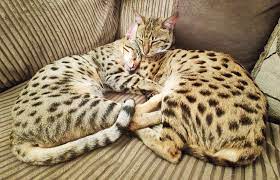 Watercolor portrait of american savannah cat isolated on white background. Savannah Cats Of Suffolk Home Facebook