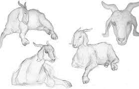Pin On Goats And Sheep