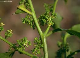 Image result for Montiniaceae
