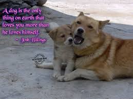 Funny Pictures Animal Quotes Animal Cruelty Quotes Animal Rights Quotes Animal Love Quotes Animal Quotes Dog Quotes