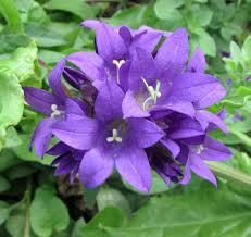 Image result for Floscopa glomerata