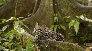 Download Jungle Animal Wallpaper 1h51 Mbuh Xyz Rainforest Animals Amazon Rainforest Amazon Animals