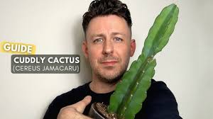 Image result for Cereus jamacaru
