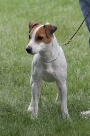 What you need to know? Jack Russell Terrier Alchetron The Free Social Encyclopedia