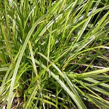 Image result for Carex lycurus