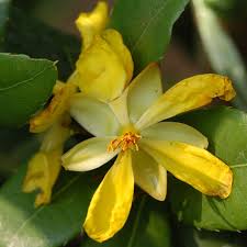Image result for Ochna richardsiae