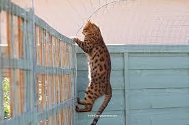 Here, the editors of this old house share their favorite ideas. Five Ways To Let Your Cat Outside Safely Bengal Cat World