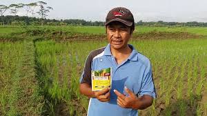 Toko pertanian indonesia jual lengkap kebutuhan herbisida anda. Obat Rumput Grinting Pada Tanaman Padi Info Kece