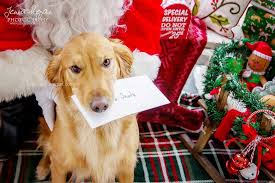 Your pet needs to travel by plane? Pet Portraits With Santa 2018 Dallas Pet Holiday Photos Jenna Regan Photography