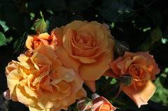 Check spelling or type a new query. Tangerine Skies