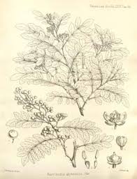 Image result for Pyrrosia rhodesiana
