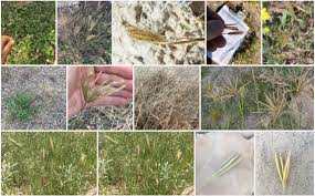 Image result for Chloris pycnothrix