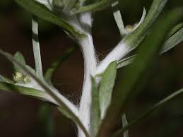 Image result for Gnaphalium