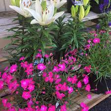 Knollwood Garden Center On Instagram Kahori Pink Dianthus Is A Small Growing Variety Of Garden Pinks That Blooms For Pink Dianthus Garden Center Pink Flowers