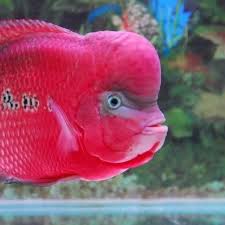 #louhan #louhancencu ikan louhan jenis cencu buat pemula. Daftar Harga Louhan Cencu Bulan Mei 2021 Terbaru