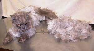 Ternyata banyak loh perawatan yang di haruskan untuk menjaga keindahan pada bulu kucing kesayangan kita. 9 Cara Mengobati Bulu Kucing Rontok Setelah Melahirkan