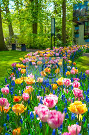 Zusätzlich bilden sie zusammen mit holland house und weiteren außengebäuden ein. Keukenhof Park In Niederlande Blumenbett Von Bunten Tulpen Im Fototapete Fototapeten Schone Lisse Amsterdam Myloview De