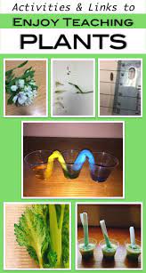 Enjoy Teaching Plants With Biology Activities For Kids Teaching Plants Biology Activity Plant Activities