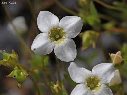 Image result for Mitrasacmopsis