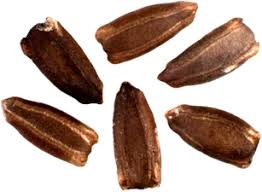 Image result for Lagenaria siceraria