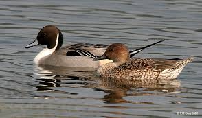 Water Birds Of North Georgia Duck Id Thread Georgia Outdoor News Forum Dabbling Duck Duck Breeds Bird Life List
