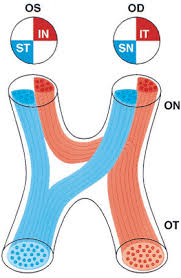 9 Neuro Ophthalmology The Wills Eye Hospital Atlas Of Clinical Ophthalmology Medical Library Clinic Neuro