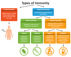 Antibody isotypes, or antibody classes, define the role of the antibody in the body. Immunity Nih