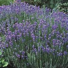 Spring Hill Nurseries 1 Pack In Bareroot Sweet Lavender Lowes Com Purple Flowers Potted Lavender Lavender Plant