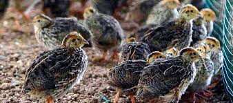 Model kandang burung puyuh petelur. Update Daftar Harga Burung Puyuh Semua Jenis Daftar Harga Tarif