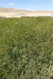 Image result for Rytigynia monantha