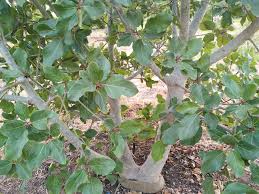Image result for Ficus sycomorus