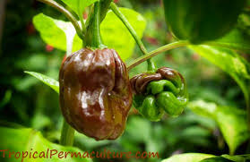 The most popular seeds to plant is the sweet bell pepper. Growing Chillies How To Grow Chili Peppers From Seed