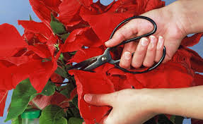 Dabei lassen sich die hübschen. Weihnachtsstern Poinsettie Die Besten Pflegetipps Mein Schoner Garten