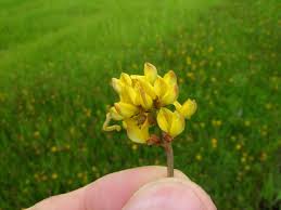 Image result for Lotononis laxa