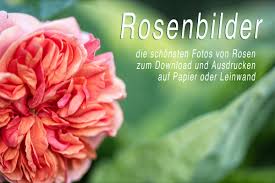 Unsere bastelvorlagen herbst zum ausdrucken werden ihnen dabei. Die Schonsten Rosenbilder Bilder Von Rosen