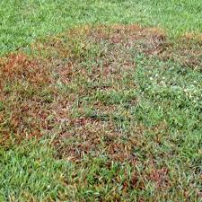 Lawn fungus control and treatment by swingle. How To Treat Fungus Causing Brown Patches In Lawns Dan Gill S Mailbag Home Garden Nola Com